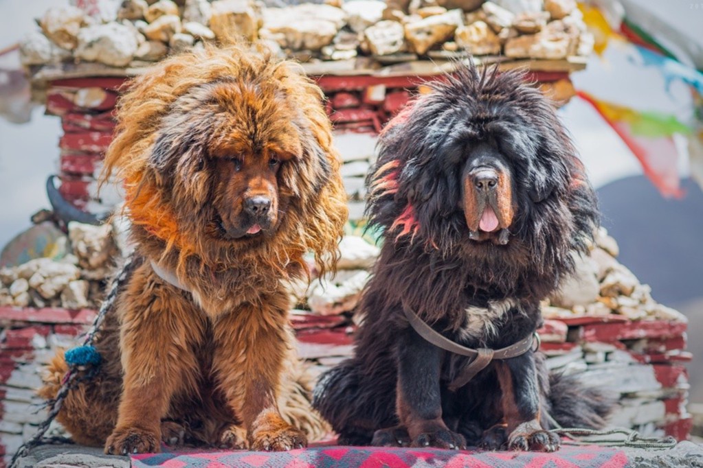 Giong cho gan voi huyen thoai giet ho nhung bi bo roi hang loat hinh anh 9 tibetan_mastiffs.png.687ad3327c9a126c5ddd1462ec502851_1.jpg