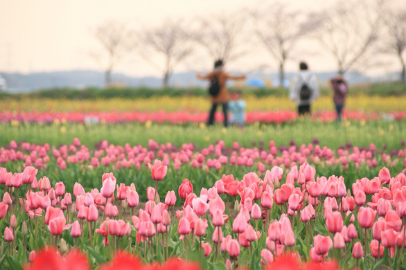 Nhật Bản cắt bỏ hàng chục ngàn hoa hồng, hoa tulip để ngăn người dân ngắm hoa - Ảnh 2.