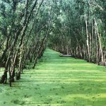 5 khu rừng nguyên sinh đẹp nổi tiếng ở Việt Nam 5 khu rung nguyen sinh dep noi tieng o Viet Nam hinh anh 1 v.dung1301_75244397_453176978927738_3831448988537502631_n.jpg