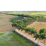 Tân Trụ đẩy mạnh thu hút đầu tư và quảng bá du lịch Đường Hàng cau Tân Trụ, tuyến đường du lịch rất nổi tiếng tại tỉnh Long An /// Ảnh: Trương Thanh Liêm