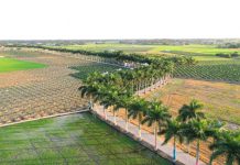 Tân Trụ đẩy mạnh thu hút đầu tư và quảng bá du lịch Đường Hàng cau Tân Trụ, tuyến đường du lịch rất nổi tiếng tại tỉnh Long An /// Ảnh: Trương Thanh Liêm