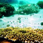 Hè đến rồi, lặn biển ngắm san hô nào! Hè đến rồi, lặn biển ngắm san hô nào! - Ảnh 1.