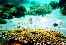 Hè đến rồi, lặn biển ngắm san hô nào! Hè đến rồi, lặn biển ngắm san hô nào! - Ảnh 1.