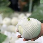 Du lịch nhà vườn Đà Lạt: nông dân mở lòng nếu khách dễ thương Du lịch nhà vườn Đà Lạt: nông dân mở lòng nếu khách dễ thương - Ảnh 1.