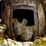 Chiêm ngưỡng bộ ảnh gây sốt chụp ‘ngôi làng của những chú chuột’ Chiêm ngưỡng bộ ảnh gây sốt chụp “ngôi làng của những chú chuột” - 1