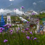 Du khách check-in vườn hoa tím ở Sa Pa Du khach check-in vuon hoa tim o Sa Pa hinh anh 1 1_vuon_hoa_tim_Sa_Pa_zing3.jpg