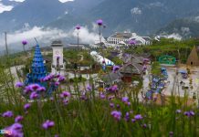 Du khách check-in vườn hoa tím ở Sa Pa Du khach check-in vuon hoa tim o Sa Pa hinh anh 1 1_vuon_hoa_tim_Sa_Pa_zing3.jpg