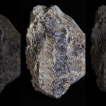 Phát hiện hóa thạch 400 triệu năm có thể thay đổi “lịch sử tiến hóa” Phát hiện hóa thạch 400 triệu năm có thể thay đổi lịch sử tiến hóa - Ảnh 1.