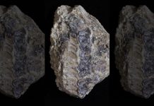 Phát hiện hóa thạch 400 triệu năm có thể thay đổi “lịch sử tiến hóa” Phát hiện hóa thạch 400 triệu năm có thể thay đổi lịch sử tiến hóa - Ảnh 1.