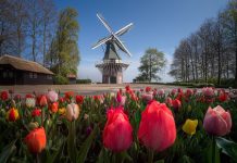 “Vườn hoa mùa xuân đẹp nhất thế giới” nở rộ nhưng không có khách tham quan “Vườn hoa mùa xuân đẹp nhất thế giới nở rộ nhưng không có khách tham quan - Ảnh 1.