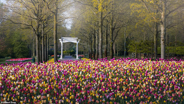 “Vườn hoa mùa xuân đẹp nhất thế giới nở rộ nhưng không có khách tham quan - Ảnh 9.