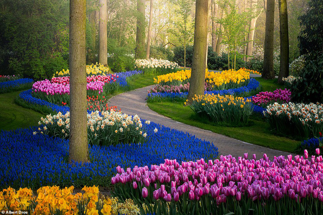 “Vườn hoa mùa xuân đẹp nhất thế giới nở rộ nhưng không có khách tham quan - Ảnh 3.