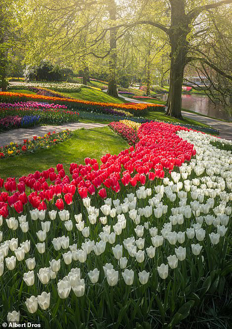 “Vườn hoa mùa xuân đẹp nhất thế giới nở rộ nhưng không có khách tham quan - Ảnh 6.