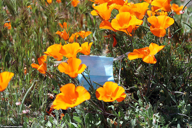 Hàng triệu bông hoa anh túc nở rộ bất chấp hạn hán lịch sử tại California (Mỹ) - Ảnh 4.