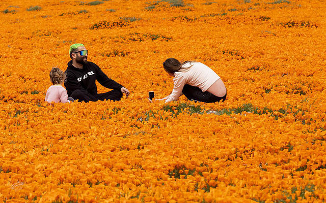 Hàng triệu bông hoa anh túc nở rộ bất chấp hạn hán lịch sử tại California (Mỹ) - Ảnh 8.