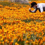 Hàng triệu bông hoa anh túc nở rộ bất chấp hạn hán lịch sử tại California (Mỹ) Hàng triệu bông hoa anh túc nở rộ bất chấp hạn hán lịch sử tại California (Mỹ) - Ảnh 1.