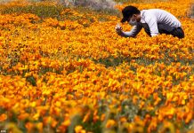 Hàng triệu bông hoa anh túc nở rộ bất chấp hạn hán lịch sử tại California (Mỹ) Hàng triệu bông hoa anh túc nở rộ bất chấp hạn hán lịch sử tại California (Mỹ) - Ảnh 1.