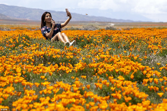 Hàng triệu bông hoa anh túc nở rộ bất chấp hạn hán lịch sử tại California (Mỹ) - Ảnh 5.