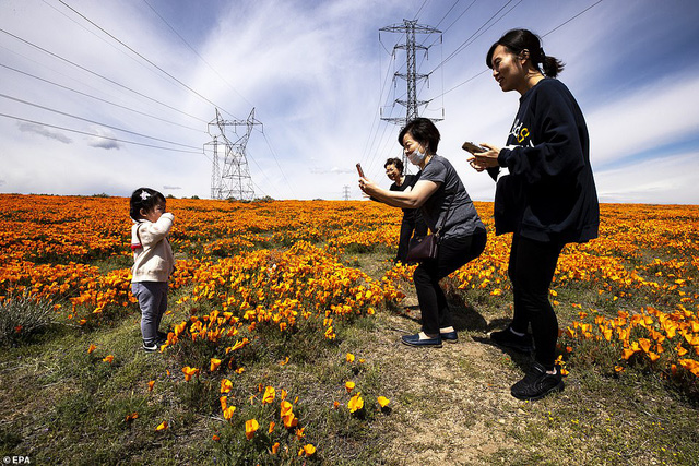 Hàng triệu bông hoa anh túc nở rộ bất chấp hạn hán lịch sử tại California (Mỹ) - Ảnh 2.