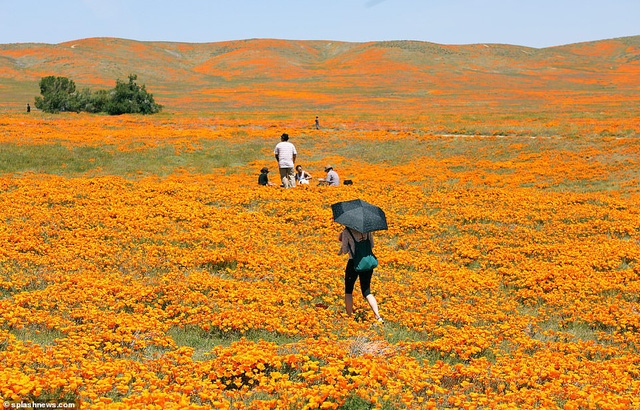 Hàng triệu bông hoa anh túc nở rộ bất chấp hạn hán lịch sử tại California (Mỹ) - Ảnh 6.