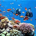 Khu bảo tồn biển Hòn Mun đón khách trở lại Khu bảo tồn biển Hòn Mun đón khách trở lại - Ảnh 1.