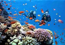 Khu bảo tồn biển Hòn Mun đón khách trở lại Khu bảo tồn biển Hòn Mun đón khách trở lại - Ảnh 1.