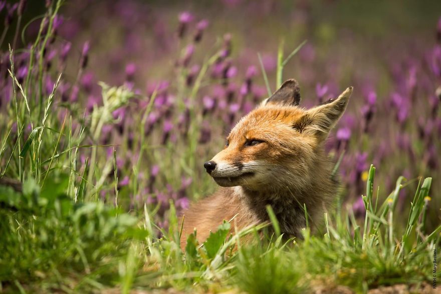 Anh hoa sung Viet Nam thang giai cuoc thi quoc te hinh anh 6 A_beautiful_red_fox_smelling_the_lavender_perfume_by_mary_bassani_Italy_5eb3dcaeae19d_880.jpg