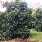 Ăn trái măng cụt hôm nay nhớ chuyến du ngoạn ngày xưa Ăn trái măng cụt hôm nay nhớ chuyến du ngoạn ngày xưa