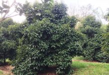 Ăn trái măng cụt hôm nay nhớ chuyến du ngoạn ngày xưa Ăn trái măng cụt hôm nay nhớ chuyến du ngoạn ngày xưa