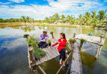 Giá tour siêu rẻ cho người Việt đi du lịch khắp mọi miền đất nước Tour về miền Tây với mức giá hấp dẫn sau dịch /// Ảnh: Vietravel