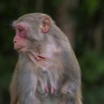 Đàn khỉ ở bán đảo Sơn Trà bị bắn thủng mình, gãy chân Dan khi o ban dao Son Tra bi ban thung minh, gay chan hinh anh 1 DSC_2432.JPG