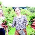 Hãy đến quê tôi – Vương quốc vải thiều Hãy đến quê tôi - Vương quốc vải thiều - Ảnh 1.