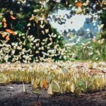 Kinh nghiệm du lịch vườn quốc gia Cúc Phương – Ninh Bình du-lich-vuon-quoc-gia-cuc-phuong-ninh-binh