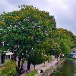 Huế hấp dẫn du khách nhờ sắc hoa rực rỡ mọi nẻo đường Hoa phượng vàng bên dòng sông Đông Ba, một chi lưu của sông Hương