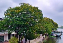 Huế hấp dẫn du khách nhờ sắc hoa rực rỡ mọi nẻo đường Hoa phượng vàng bên dòng sông Đông Ba, một chi lưu của sông Hương