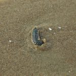 Sâu biển hoành hành bãi tắm Vũng Tàu, sẽ biến mất vào mùa mưa Một con sâu biển Vũng Tàu đang chui xuống cát /// Nguyễn Long