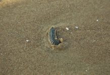 Sâu biển hoành hành bãi tắm Vũng Tàu, sẽ biến mất vào mùa mưa Một con sâu biển Vũng Tàu đang chui xuống cát /// Nguyễn Long