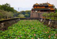 Mùa hè đến đồng sen tuyệt sắc giữa lăng tẩm rêu phong Hồ sen ở làng La Chữ, nơi cung cấp sen cho xứ Huế