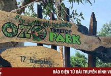 Khám phá Ozo – Công viên trò chơi trên cây lớn nhất Việt Nam