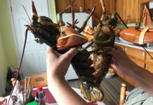 Người Việt trong mùa săn tôm hùm Canada, ăn siêu ngon với giá ‘siêu rẻ’ Tôm hùm Canada có kích cỡ rất lớn.