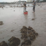 Dư luận phẫn nộ vì hành vi xâm hại san hô ở vịnh Nha Trang Hình ảnh san hô bị caỵ xếp lên bờ tại khu vực Hòn Chồng, Nha Trang /// Ảnh: Chụp lại màn hình Facebook