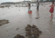 Dư luận phẫn nộ vì hành vi xâm hại san hô ở vịnh Nha Trang Hình ảnh san hô bị caỵ xếp lên bờ tại khu vực Hòn Chồng, Nha Trang /// Ảnh: Chụp lại màn hình Facebook