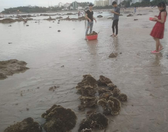 Hình ảnh san hô bị caỵ xếp lên bờ tại khu vực Hòn Chồng, Nha Trang  /// Ảnh: Chụp lại màn hình Facebook