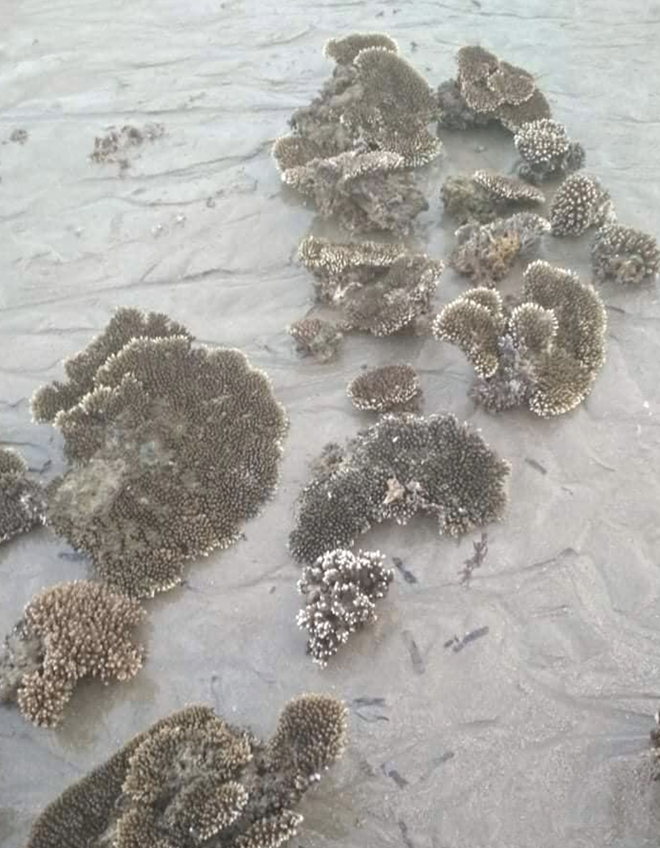 Dư luận phẫn nộ vì hành vi xâm hại san hô ở vịnh Nha Trang  - ảnh 1