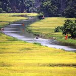 Vàng ươm cánh đồng lúa chín Tam Cốc: Tuyệt đẹp phải đi một lần trong đời Tam Cốc đang vào thời điểm đẹp nhất trong năm vì lúa chín vàng rộ hai bên bờ sông Ngô Đồng /// Ảnh: Vũ Phượng