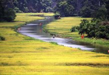 Vàng ươm cánh đồng lúa chín Tam Cốc: Tuyệt đẹp phải đi một lần trong đời Tam Cốc đang vào thời điểm đẹp nhất trong năm vì lúa chín vàng rộ hai bên bờ sông Ngô Đồng /// Ảnh: Vũ Phượng