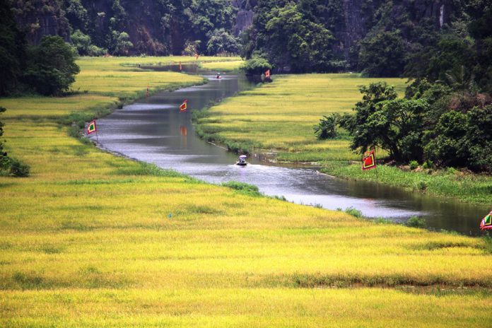 Tam Cốc đang vào thời điểm đẹp nhất trong năm vì lúa chín vàng rộ hai bên bờ sông Ngô Đồng /// Ảnh: Vũ Phượng