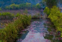 Ảnh đẹp chùa Hương đạt giải thưởng 1.000 USD Bức ảnh Mùa hoa súng của tác giả Trần Quang Quý đã đạt giải nhất cuộc thi ảnh chủ đề Mùa xuân 2020. /// Trần Quang Quý