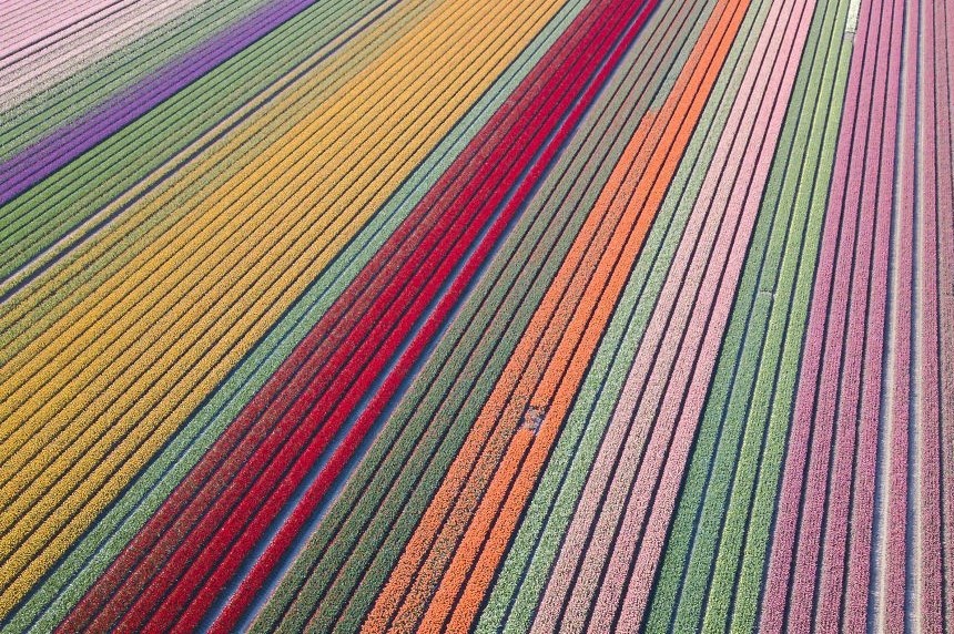 Bieu tuong Viet Nam thang giai cuoc thi anh mua xuan quoc te hinh anh 10 Tulip_fields_in_the_Netherlands_by_erwindoorn_Netherlands_5eb51d10ebed4_880_1.jpg