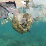 Phát hiện mức kết tụ vi nhựa dưới đáy biển cao nhất lịch sử Phát hiện mức kết tụ vi nhựa dưới đáy biển cao nhất lịch sử - Ảnh 1.